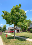 Northern Catalpa