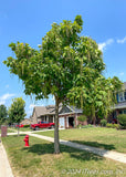 Northern Catalpa