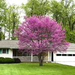 Redbud (MN Strain) (Single Stem)