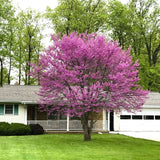 Redbud (MN Strain) (Single Stem)