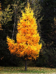 Tamarack