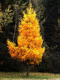 Tamarack