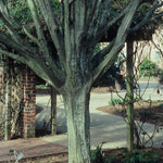Blue Beech