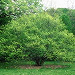 Blue Beech