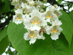 Northern Catalpa