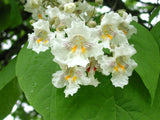 Northern Catalpa