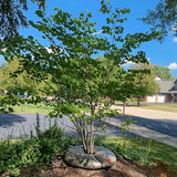 Redbud (MN Strain) (Single Stem)