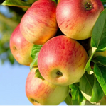 Honeycrisp Apple (Dwarf)