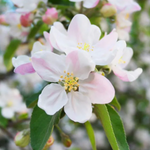 Honeycrisp Apple (Dwarf)