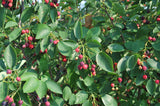 Serviceberry 'Autumn Brilliance' (Single Stem)