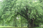 St. Croix Elm