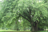 St. Croix Elm