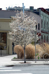Serviceberry 'Autumn Brilliance' (Single Stem)