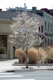 Serviceberry 'Autumn Brilliance' (Single Stem)